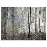 Dark Morning in Forest Panorama Wall Art