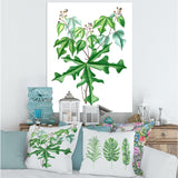 Vintage Drawing of Wild Plants