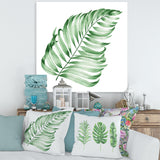 Tropical Leaf Of Monstera II