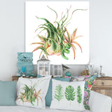 Tropical Leaves Air Plant Succulent