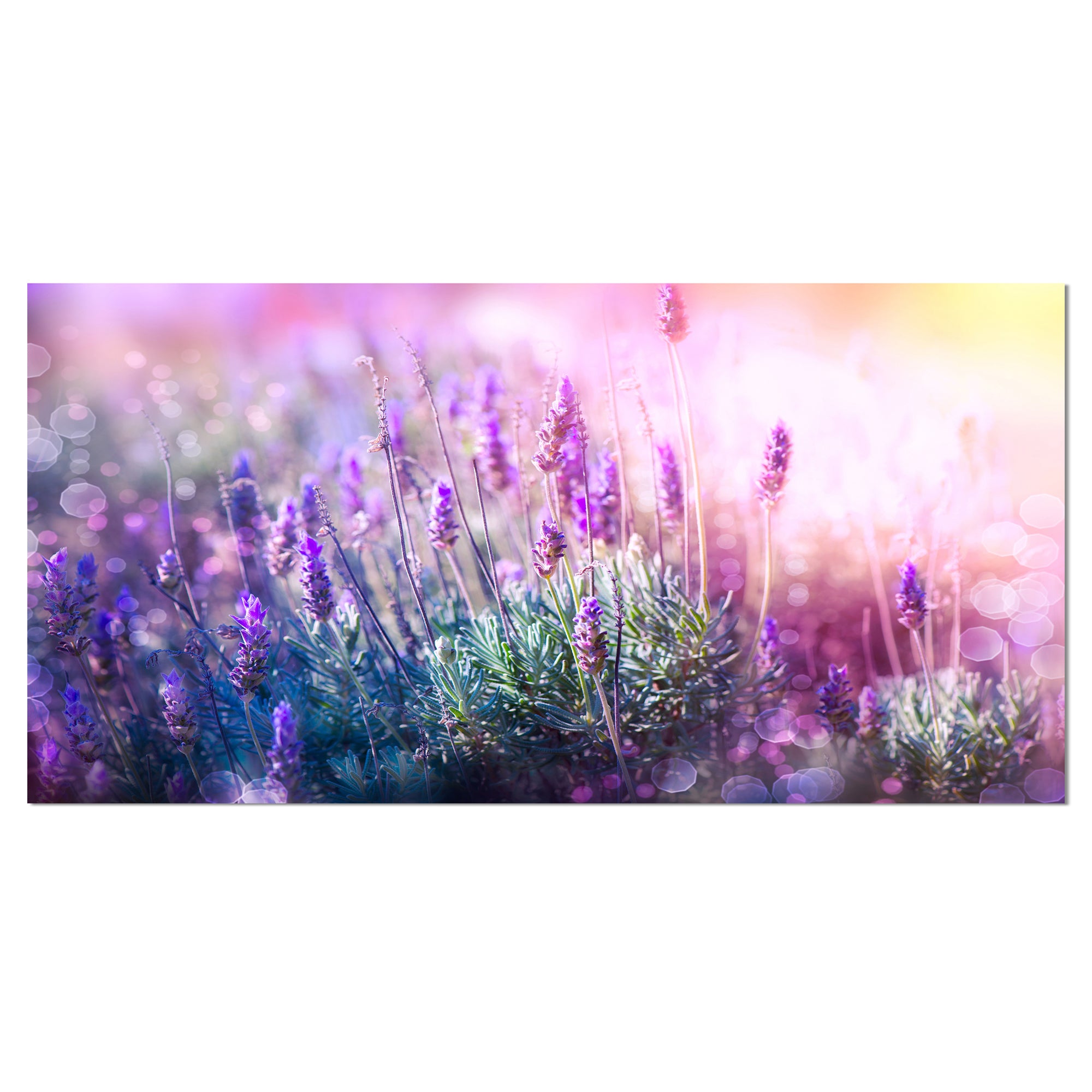 Growing and Blooming Lavender Wall Art