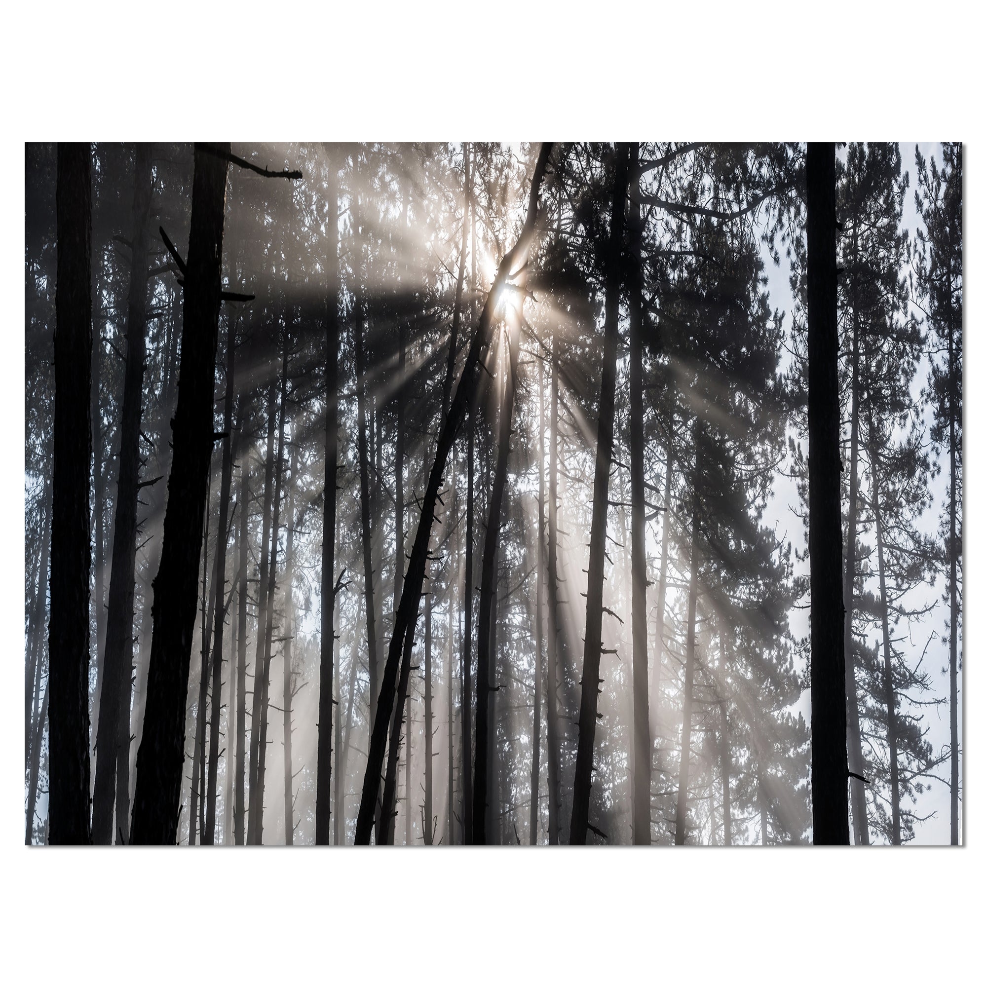 Sunbeams through Black White Forest Wall Art