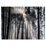 Sunbeams through Black White Forest Wall Art