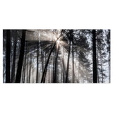 Sunbeams through Black White Forest Wall Art