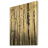 Golden Birch Forest IV - Cabin & Lodge Print on Natural Pine Wood - 15x20