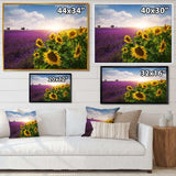 Lavender and Sunflower Fields