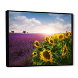 Lavender and Sunflower Fields