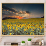 Sunflower Sunset with Cloudy Sky