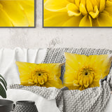 Yellow Chrysanthemum Gold Flower - Flower Throw Pillow