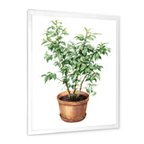 Ficus Benjamina In Clay Flowerpot