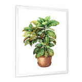 Croton In Clay Flowerpot