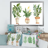 Houseplant Monstera & Peace Lily In Terra Cotta