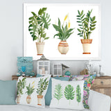 Houseplant Monstera & Peace Lily In Terra Cotta