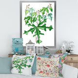 Vintage Drawing of Wild Plants