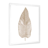 Dried Leaf Plant Beige On White