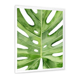 Green Monstera Leaf Tropical Palm Botanical Detail