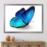 Vibrant Blue Butterfly