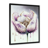Cream And Purple Tulip III