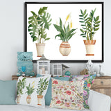 Houseplant Monstera & Peace Lily In Terra Cotta