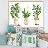 Houseplant Monstera & Peace Lily In Terra Cotta