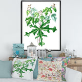 Vintage Drawing of Wild Plants