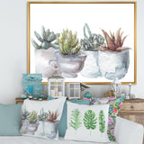 Cactus and Succulent House Plants IV