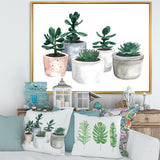 Cactus and Succulent House Plants VI