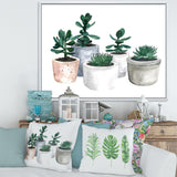 Cactus and Succulent House Plants VI