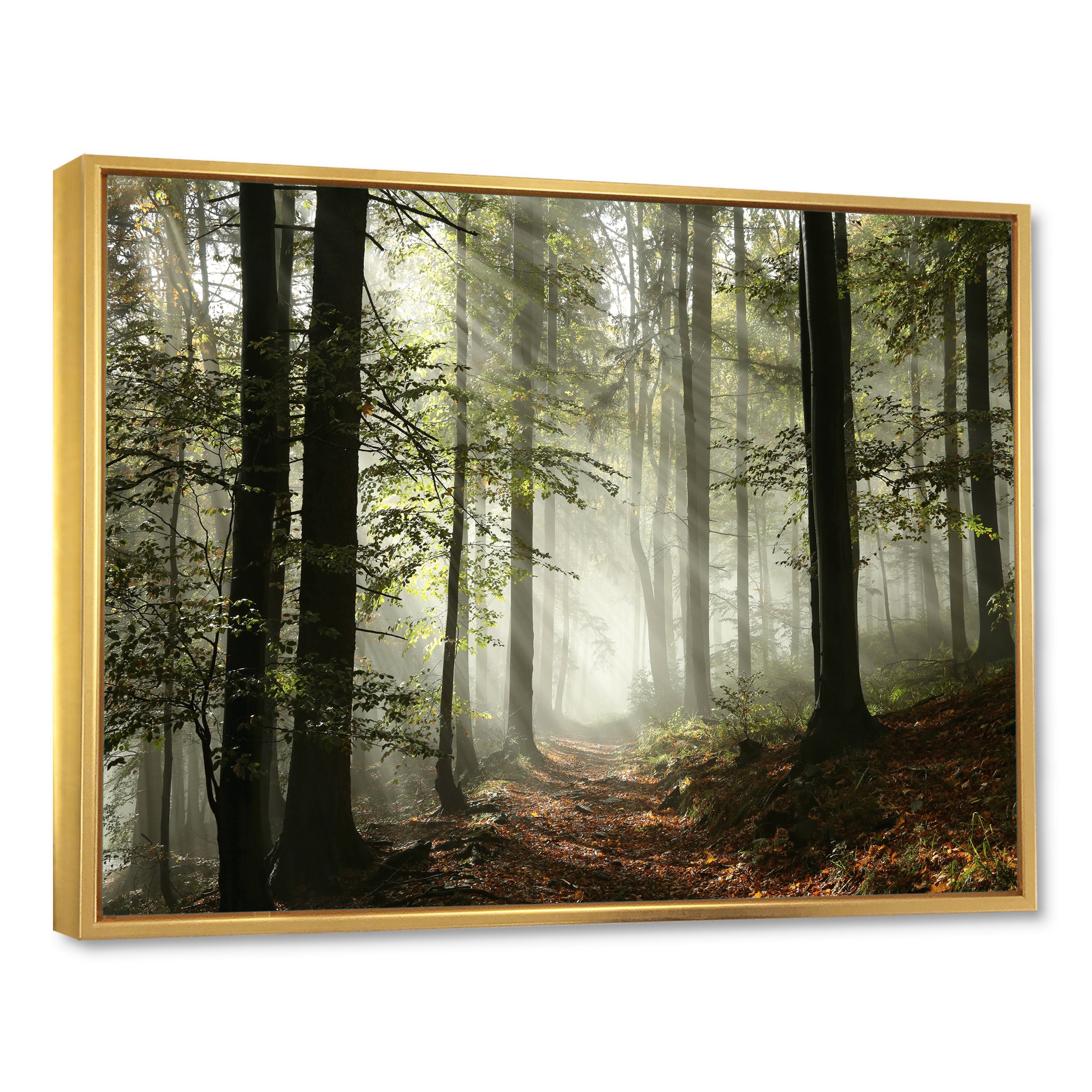 Light in Dense Fall Forest with Fog Wall Art