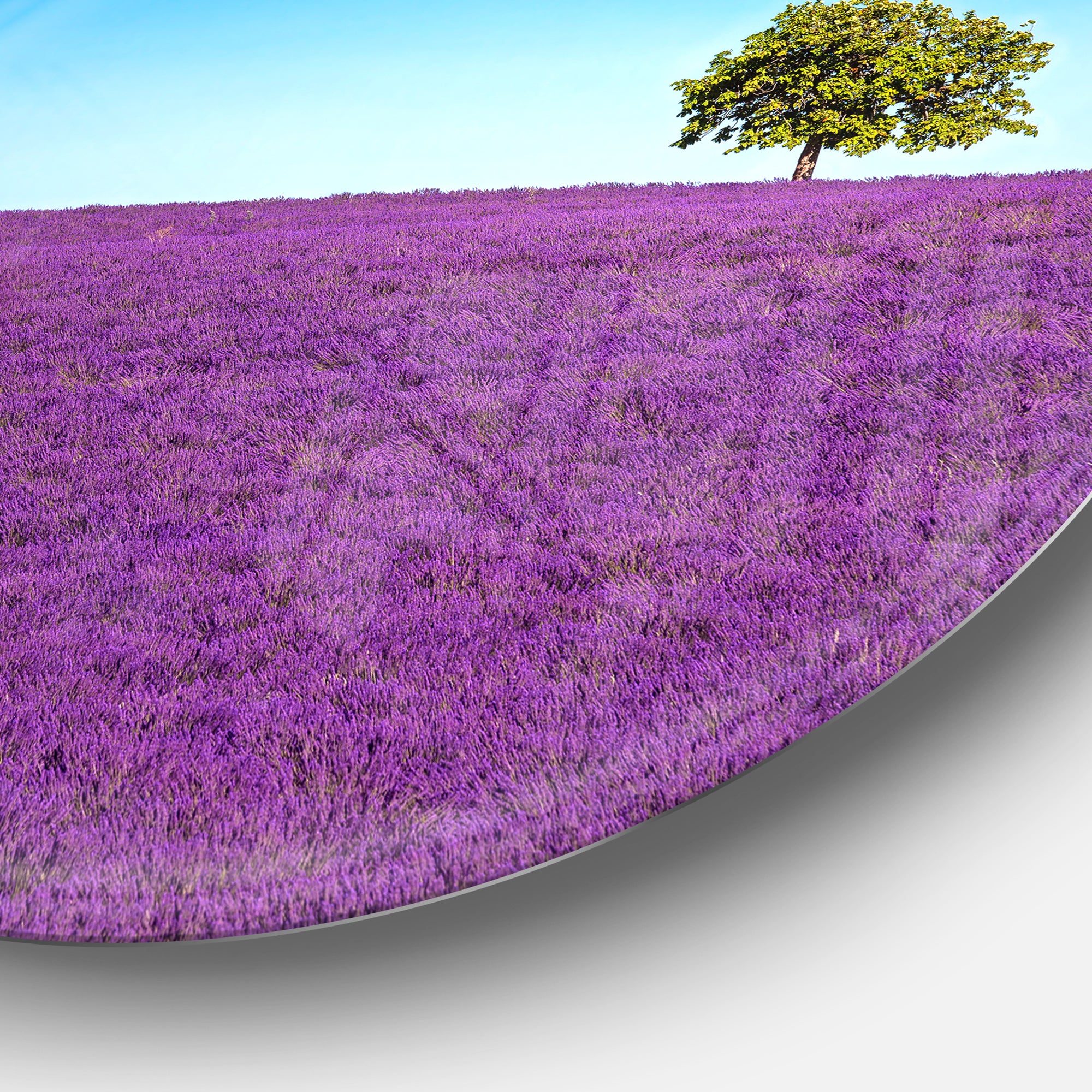 Lonely Tree in Lavender Field' Oversized Landscape Wall Art Print