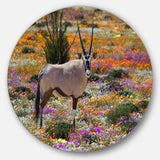 Beautiful Oryx in Flower Field' African Metal Circle Wall Art Print
