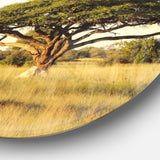 Acacia Tree on African Plain' Oversized African Landscape Metal Circle Wall Art