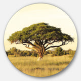 Acacia Tree on African Plain' Oversized African Landscape Metal Circle Wall Art