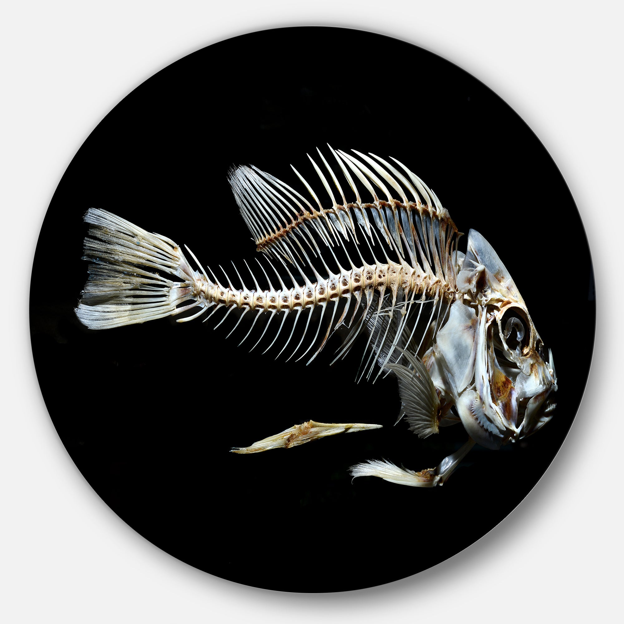 Fish Skeleton Bone on Black' Disc Animal Metal Circle Wall Art