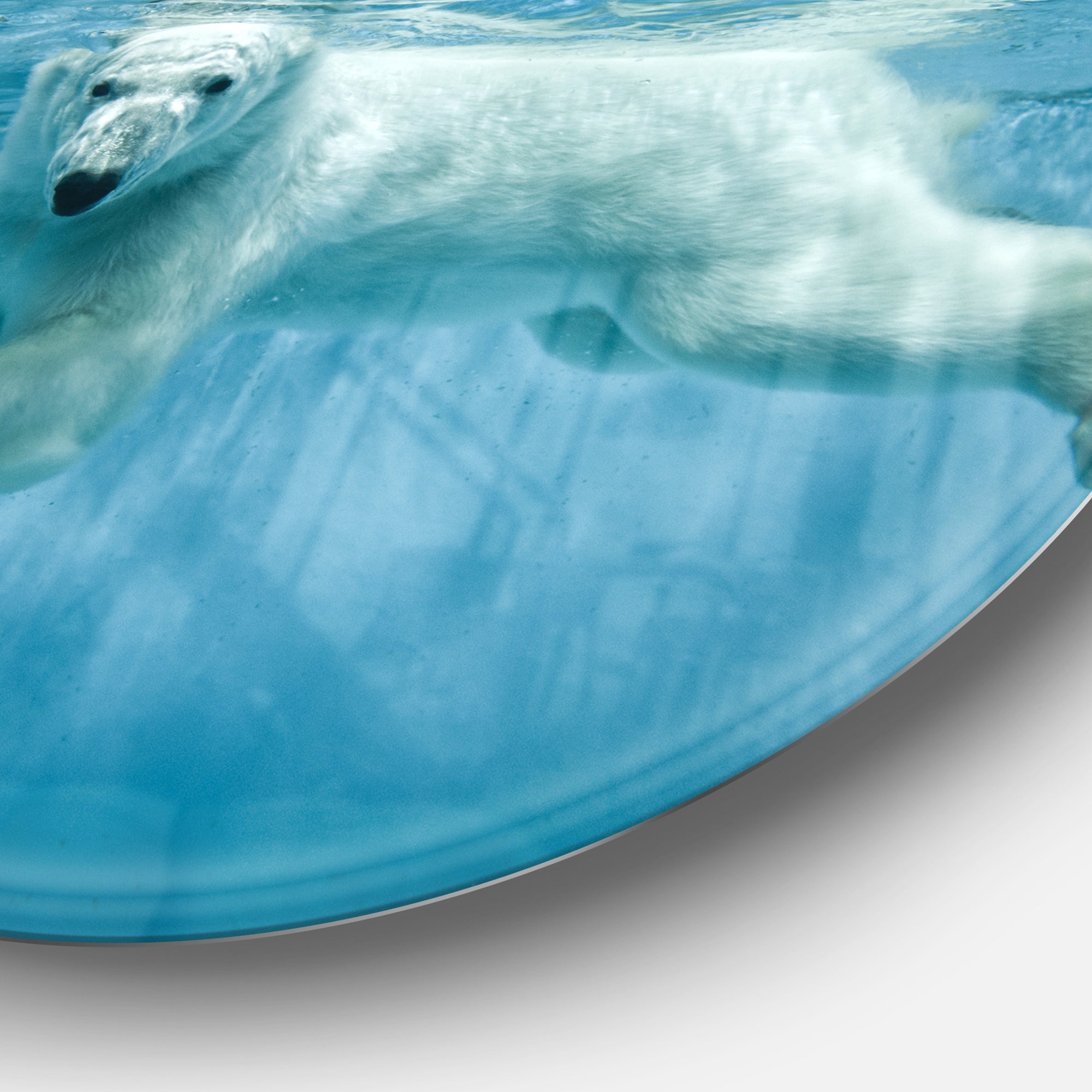 'Polar Bear Swimming under Water' Disc Large Animal Metal Artwork
