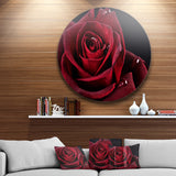 Red Rose with Raindrops on Black' Disc Flowers Large Metal Circle Wall Artwork