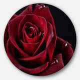 Red Rose with Raindrops on Black' Disc Flowers Large Metal Circle Wall Artwork