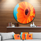Orange Daisy Gerbera Flower Close up' Disc Flowers Large Metal Circle Wall Artwork