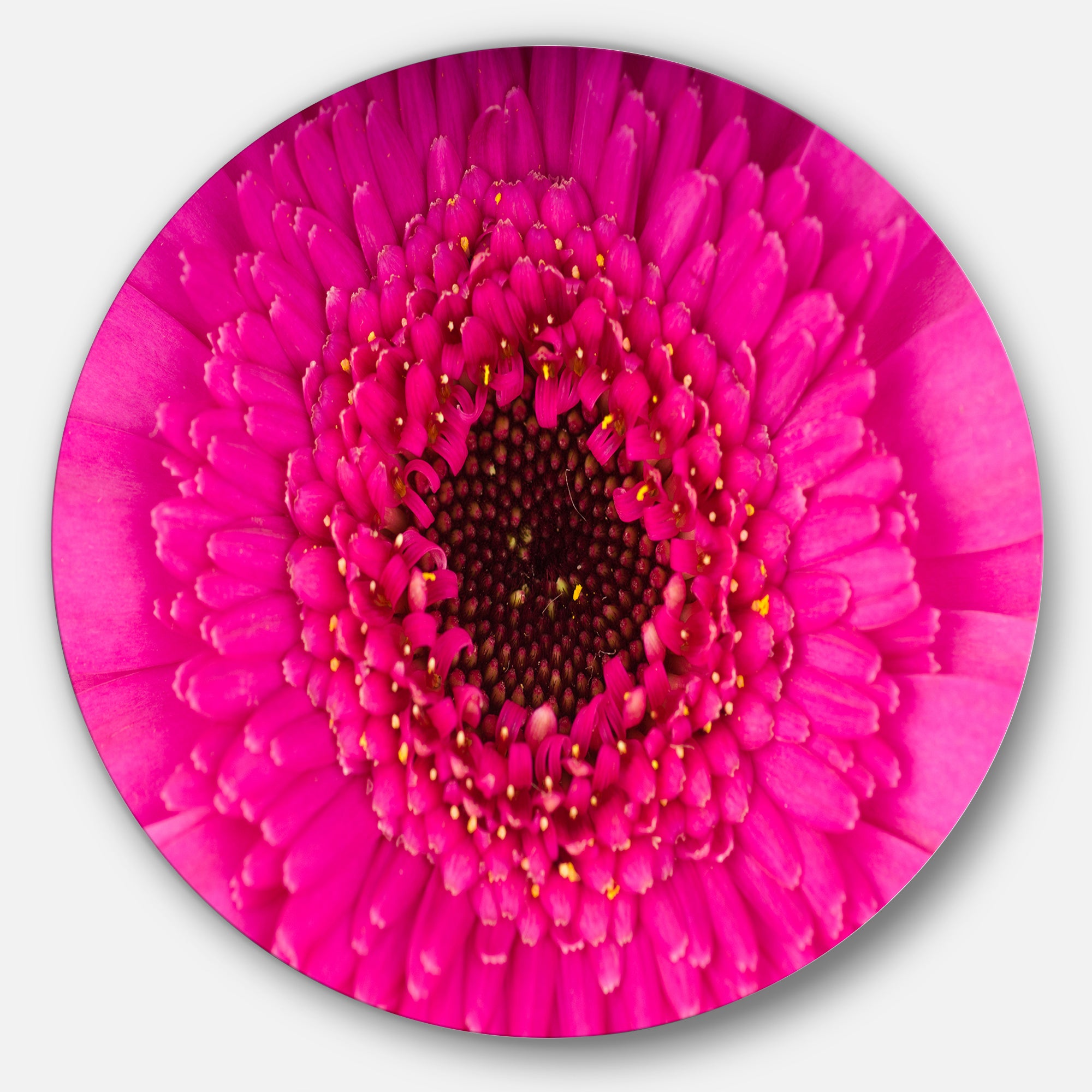 Macro Photo of Gerbera Flower' Disc Flowers Large Metal Circle Wall Artwork