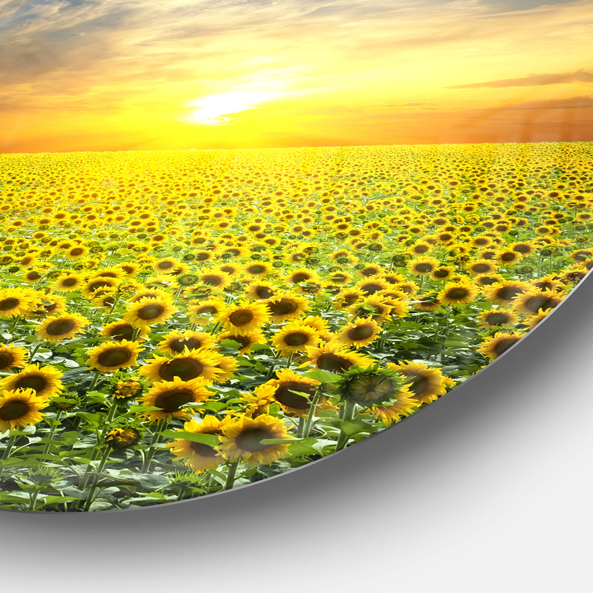 Beauty Sunset over Sunflowers Field' Disc Floral Metal Circle Wall Art