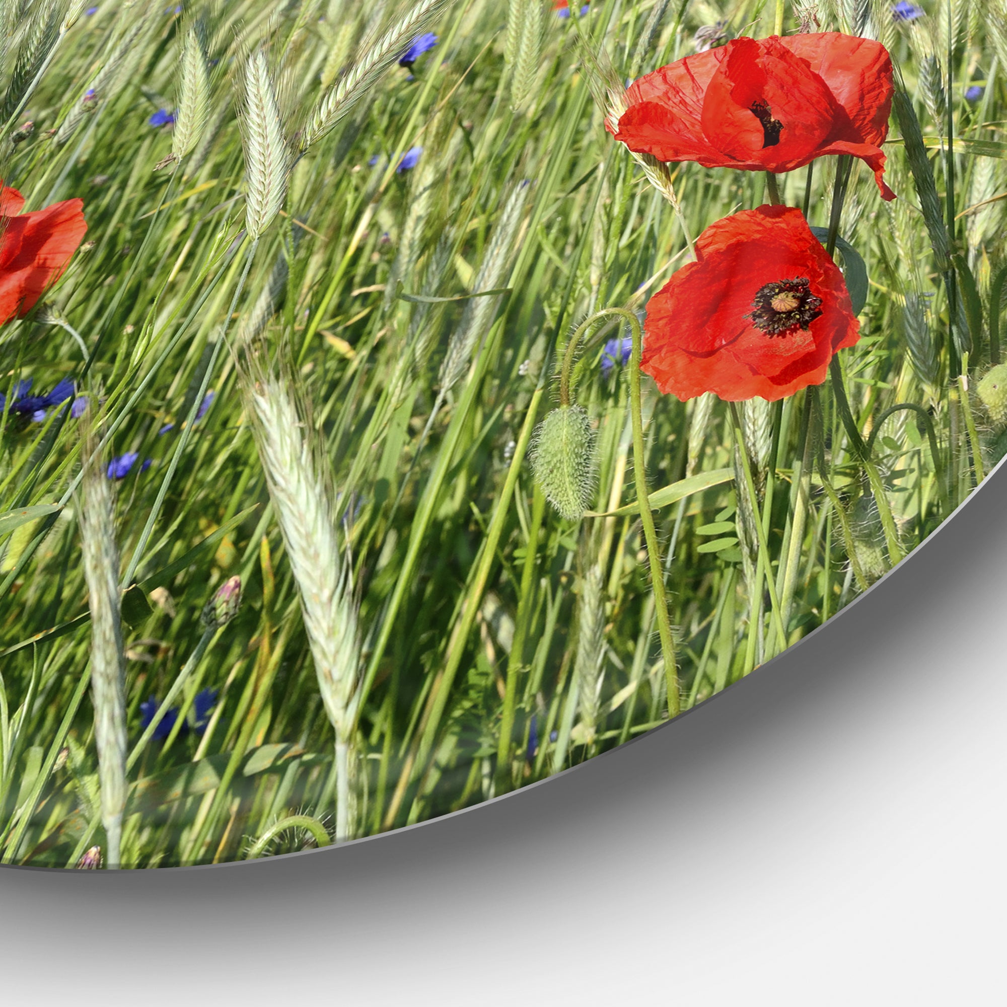 Rural Landscape with Red Poppies' Large Landscape Metal Circle Wall Art