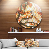 Big Tree' Photography Circle Metal Wall Art