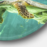 Huge Turtle Swimming' Animal Circle Metal Wall Art