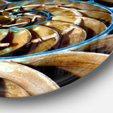 Brown Large Nautilus Shell' Abstract Circle Metal Wall Art