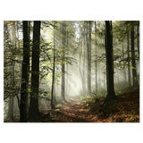 Light in Dense Fall Forest with Fog Wall Art